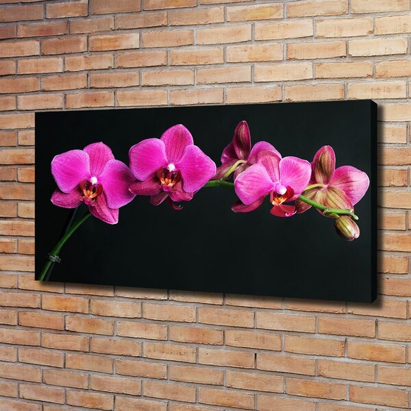 Foto obraz na plátně Orchidej oc-64284743