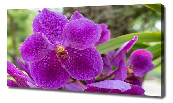 Foto obraz na plátně Orchidej oc-64607986