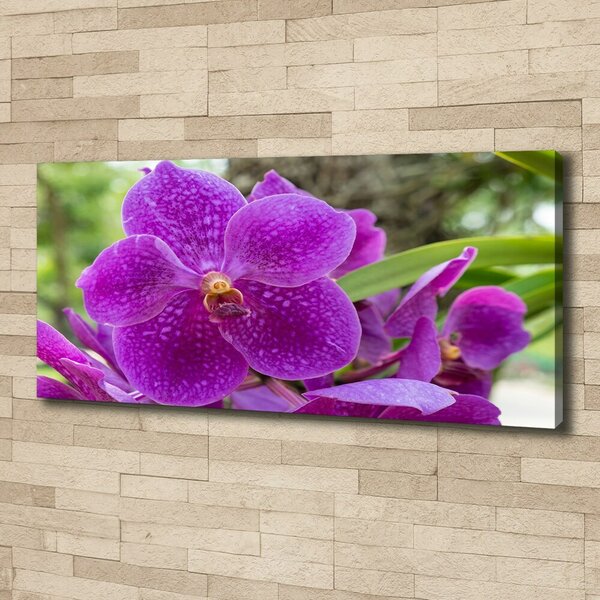 Foto obraz na plátně Orchidej oc-64607986