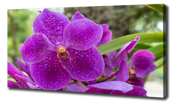 Foto obraz na plátně Orchidej oc-64607986