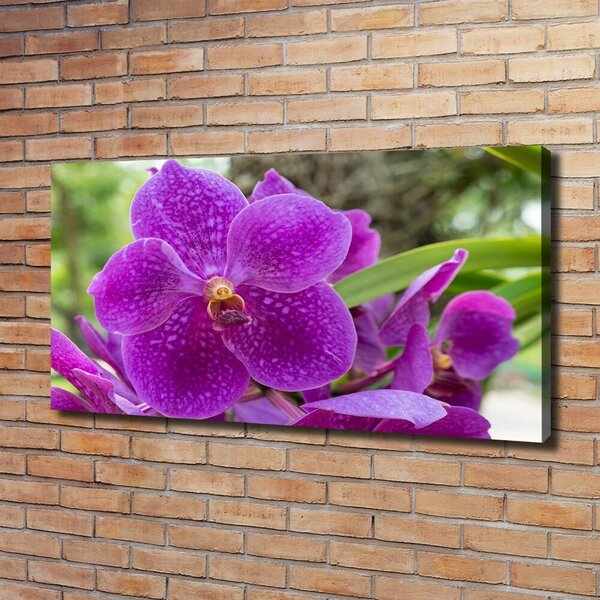 Foto obraz na plátně Orchidej oc-64607986
