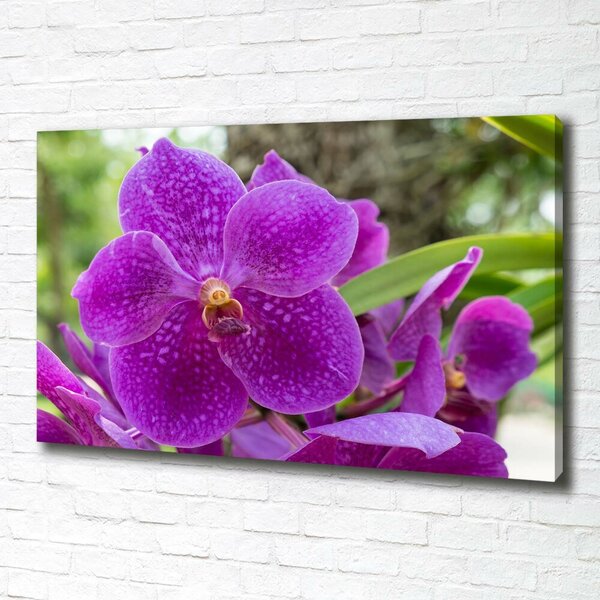 Foto obraz na plátně Orchidej oc-64607986