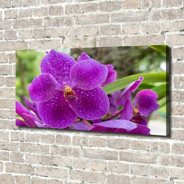 Foto obraz na plátně Orchidej oc-64607986