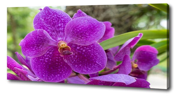 Foto obraz na plátně Orchidej oc-64607986
