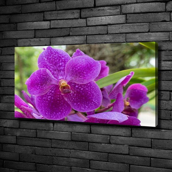 Foto obraz na plátně Orchidej oc-64607986