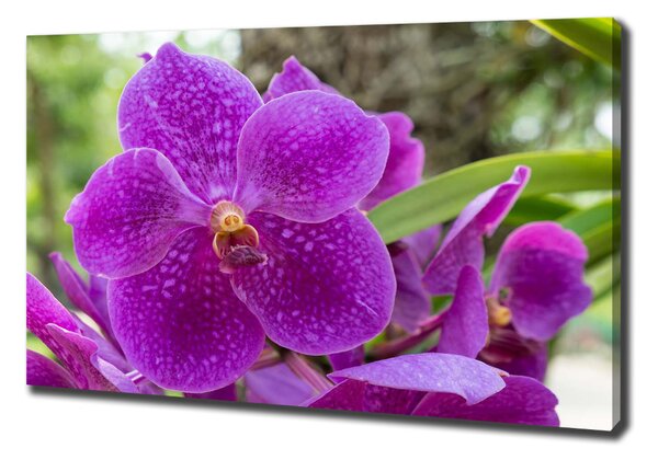 Foto obraz na plátně Orchidej oc-64607986