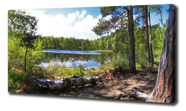 Foto obraz na plátně do obýváku Lesní panorama oc-65467698