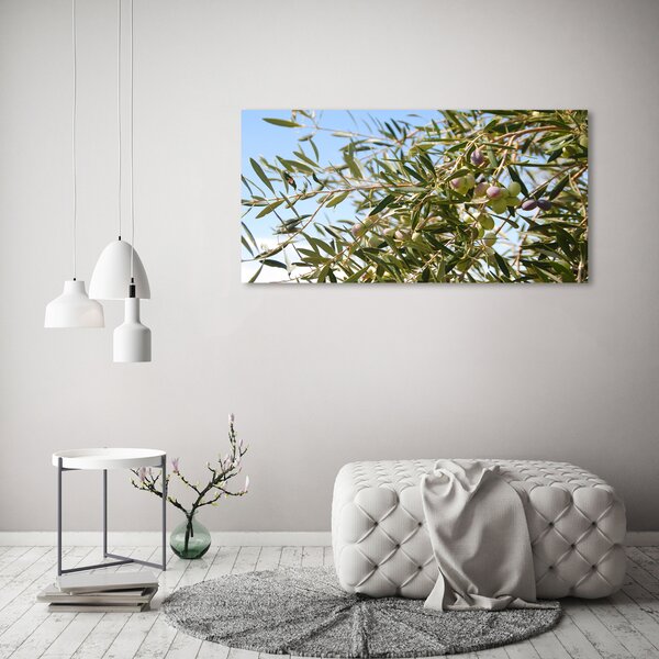 Foto obraz sklo tvrzené Olivový strom osh-65546648