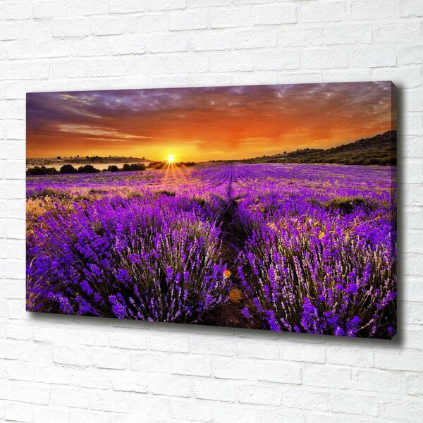 Foto obraz canvas Pole levandule oc-66255723