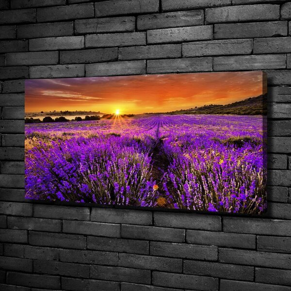 Foto obraz canvas Pole levandule oc-66255723
