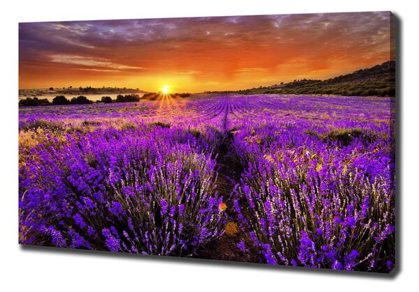 Foto obraz canvas Pole levandule oc-66255723