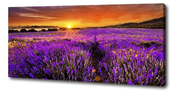 Foto obraz canvas Pole levandule oc-66255723