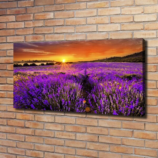 Foto obraz canvas Pole levandule oc-66255723