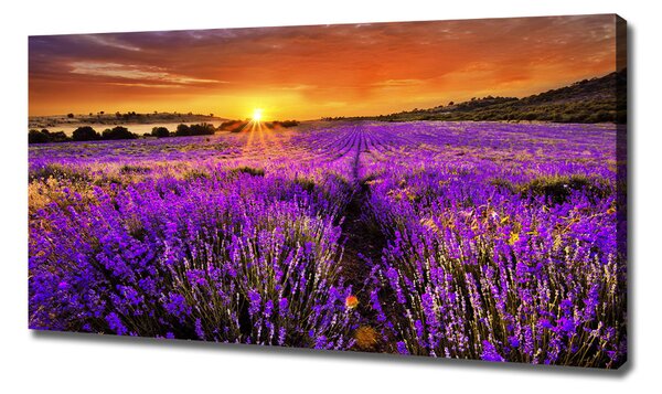 Foto obraz canvas Pole levandule oc-66255723