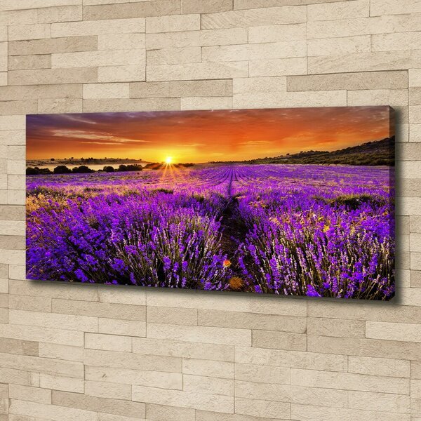 Foto obraz canvas Pole levandule oc-66255723