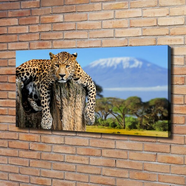 Foto obraz na plátně Leopart na kmeni oc-66888484