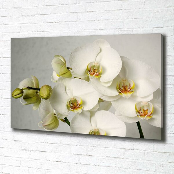 Foto obraz na plátně Bílá orchidej oc-67521473