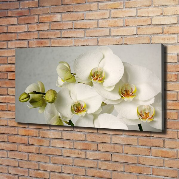 Foto obraz na plátně Bílá orchidej oc-67521473