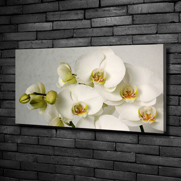 Foto obraz na plátně Bílá orchidej oc-67521473
