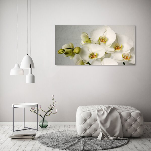 Foto obraz na plátně Bílá orchidej oc-67521473