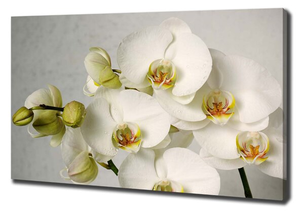 Foto obraz na plátně Bílá orchidej oc-67521473