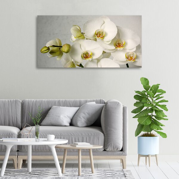 Foto obraz na plátně Bílá orchidej oc-67521473