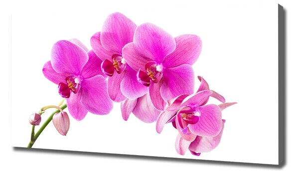 Foto obraz na plátně Růžová orchidej oc-67673367