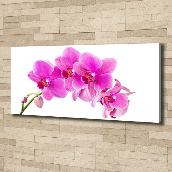 Foto obraz na plátně Růžová orchidej oc-67673367