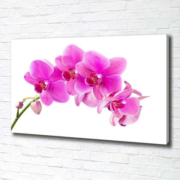 Foto obraz na plátně Růžová orchidej oc-67673367