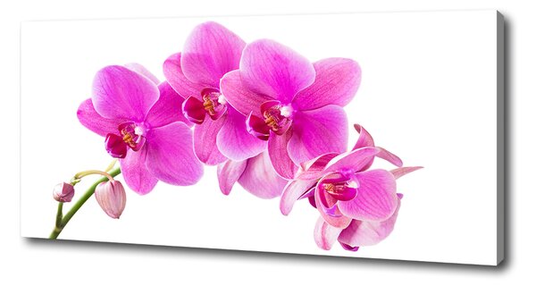 Foto obraz na plátně Růžová orchidej oc-67673367