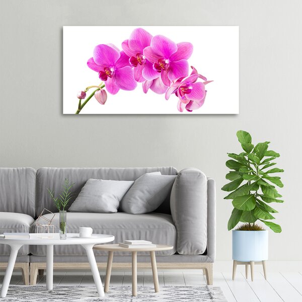 Foto obraz na plátně Růžová orchidej oc-67673367