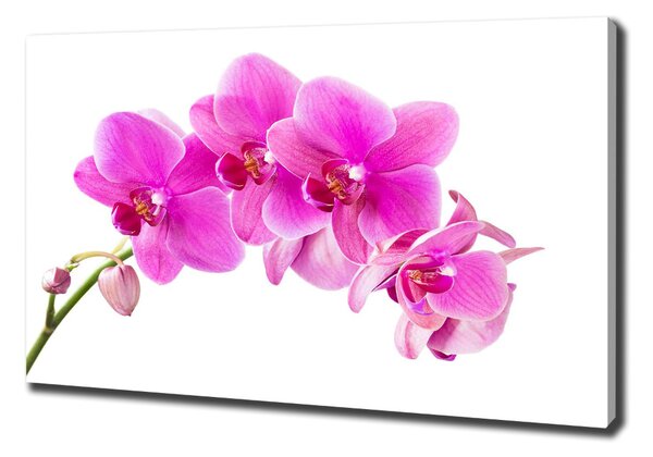 Foto obraz na plátně Růžová orchidej oc-67673367