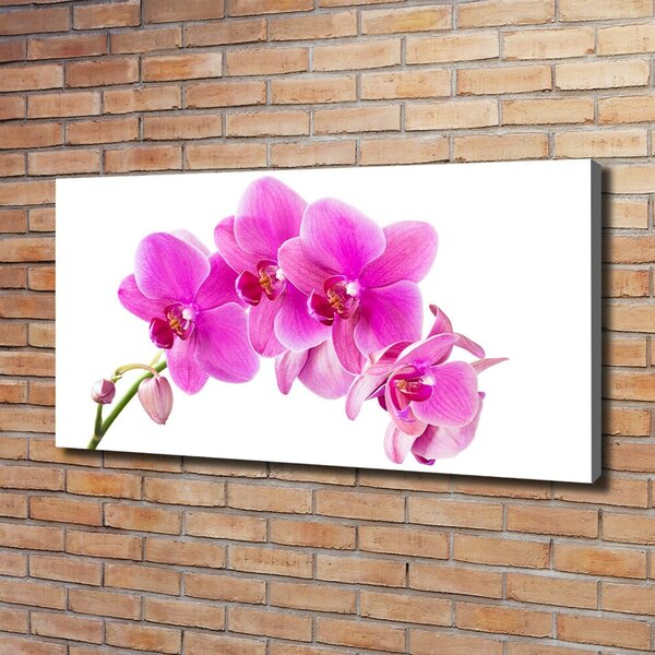 Foto obraz na plátně Růžová orchidej oc-67673367