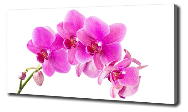 Foto obraz na plátně Růžová orchidej oc-67673367