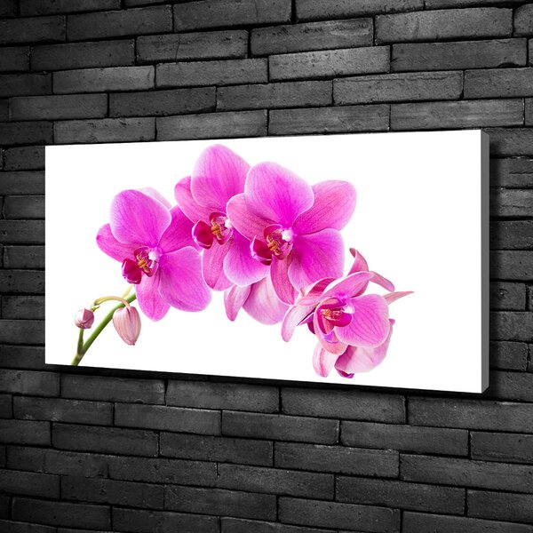 Foto obraz na plátně Růžová orchidej oc-67673367