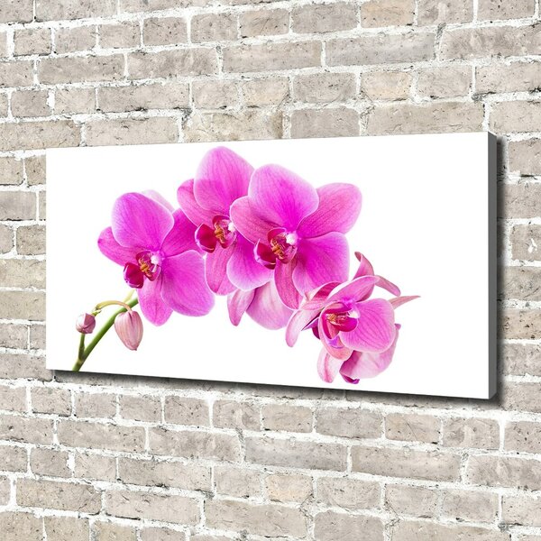 Foto obraz na plátně Růžová orchidej oc-67673367