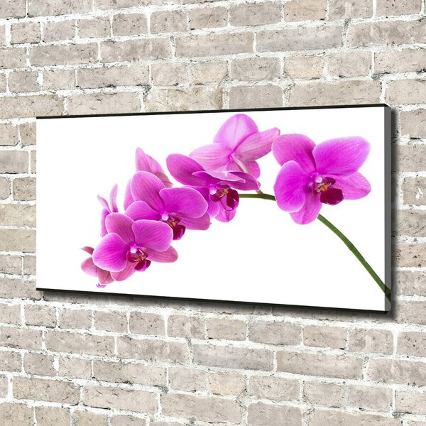 Foto obraz na plátně Růžová orchidej oc-67691978
