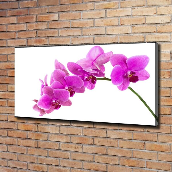 Foto obraz na plátně Růžová orchidej oc-67691978