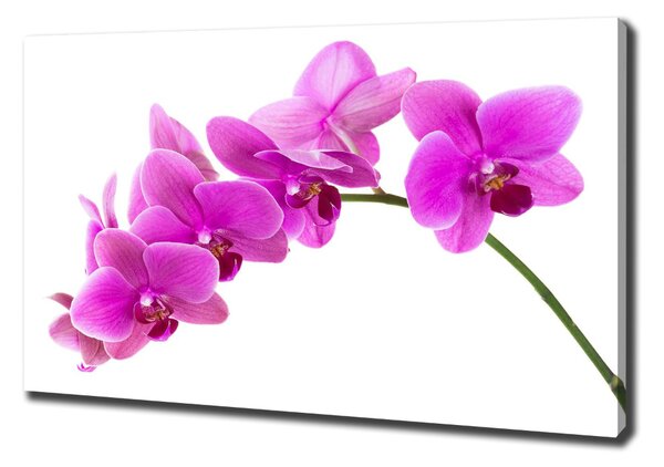 Foto obraz na plátně Růžová orchidej oc-67691978