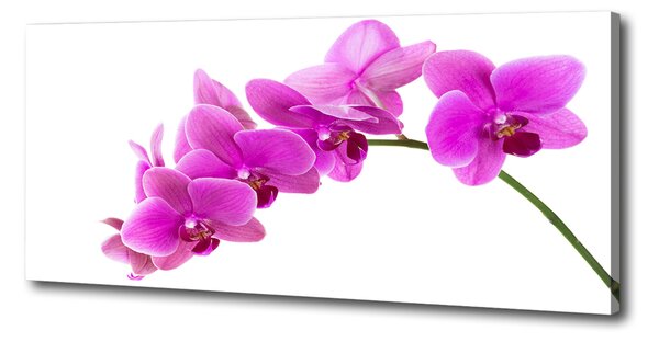 Foto obraz na plátně Růžová orchidej oc-67691978
