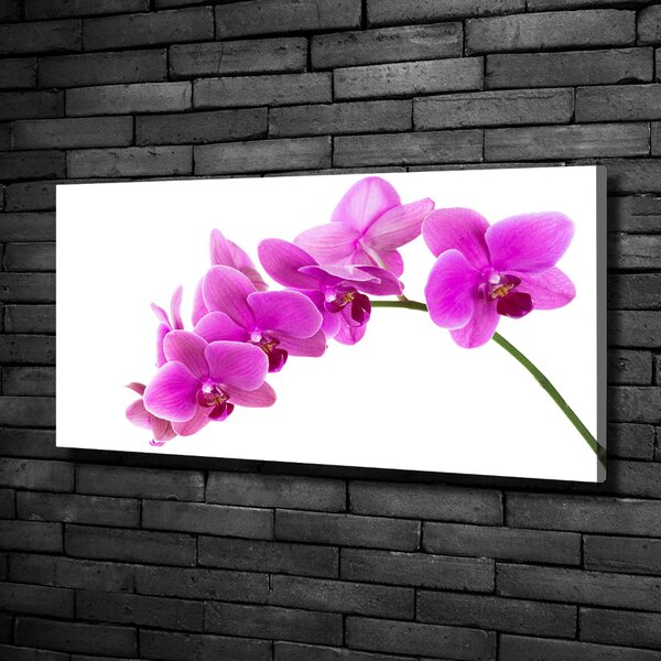 Foto obraz na plátně Růžová orchidej oc-67691978