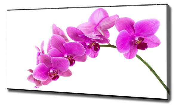 Foto obraz na plátně Růžová orchidej oc-67691978