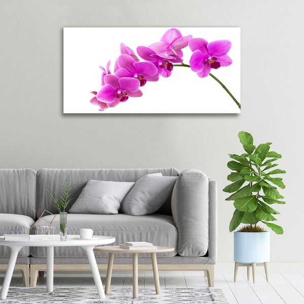 Foto obraz na plátně Růžová orchidej oc-67691978