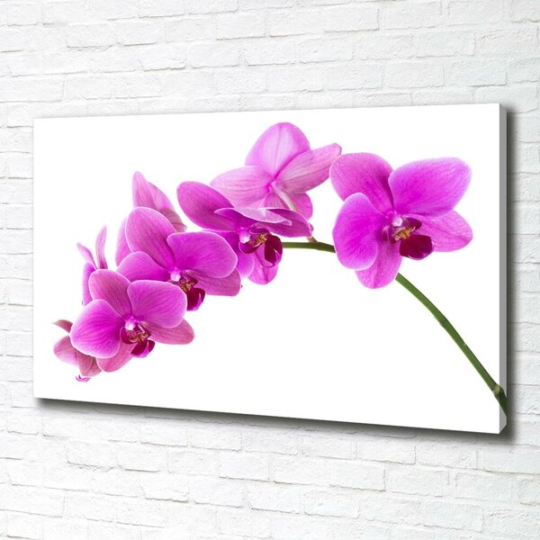 Foto obraz na plátně Růžová orchidej oc-67691978