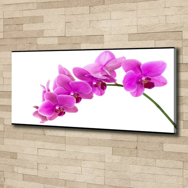Foto obraz na plátně Růžová orchidej oc-67691978