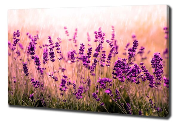 Foto-obraz canvas do obýváku Levandule oc-67946318