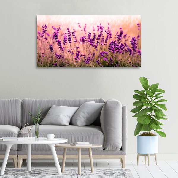 Foto-obraz canvas do obýváku Levandule oc-67946318