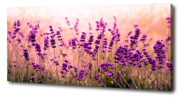 Foto-obraz canvas do obýváku Levandule oc-67946318