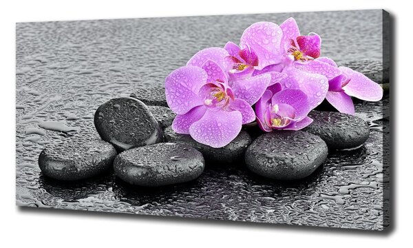 Foto obraz tištěný na plátně Orchidej kamení oc-69189175