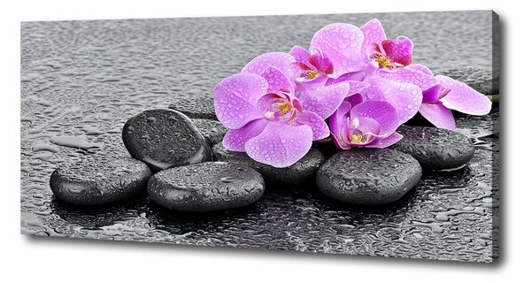 Foto obraz tištěný na plátně Orchidej kamení oc-69189175